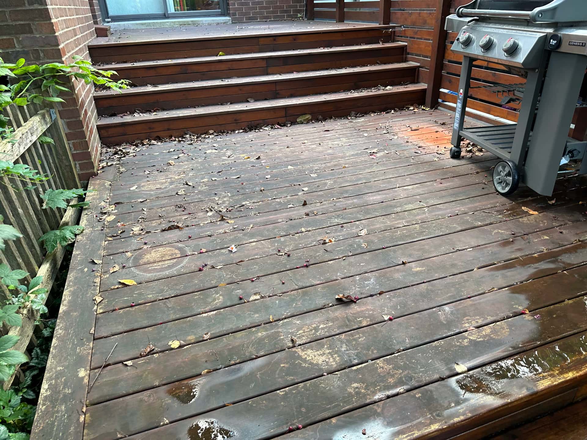 Natural Cedar - Before